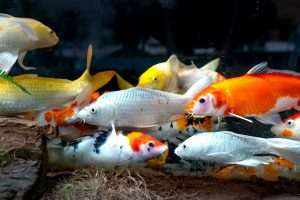 white and orange koi fish in the aquarium